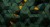 edbc48a33ff73c41ab01a4505509f7e0