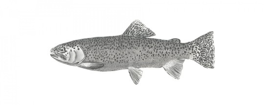 Mural Esta Black & White With A Splash Of Gold 158933 Mural Fish