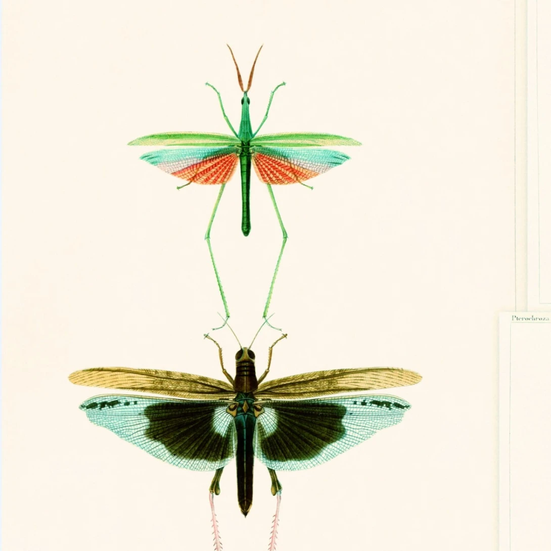 Tapeta Mind the Gap WP20234 ENTOMOLOGY