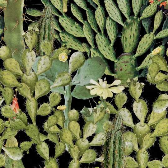 Tapeta Mind the Gap WP20165 OPUNTIA