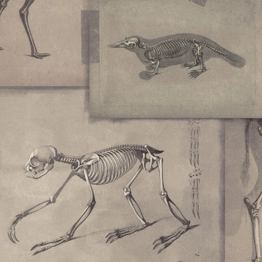Tapeta Mind the Gap WP20236 ZOOARCHAEOLOGY