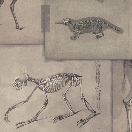 Tapeta Mind the Gap WP20236 ZOOARCHAEOLOGY