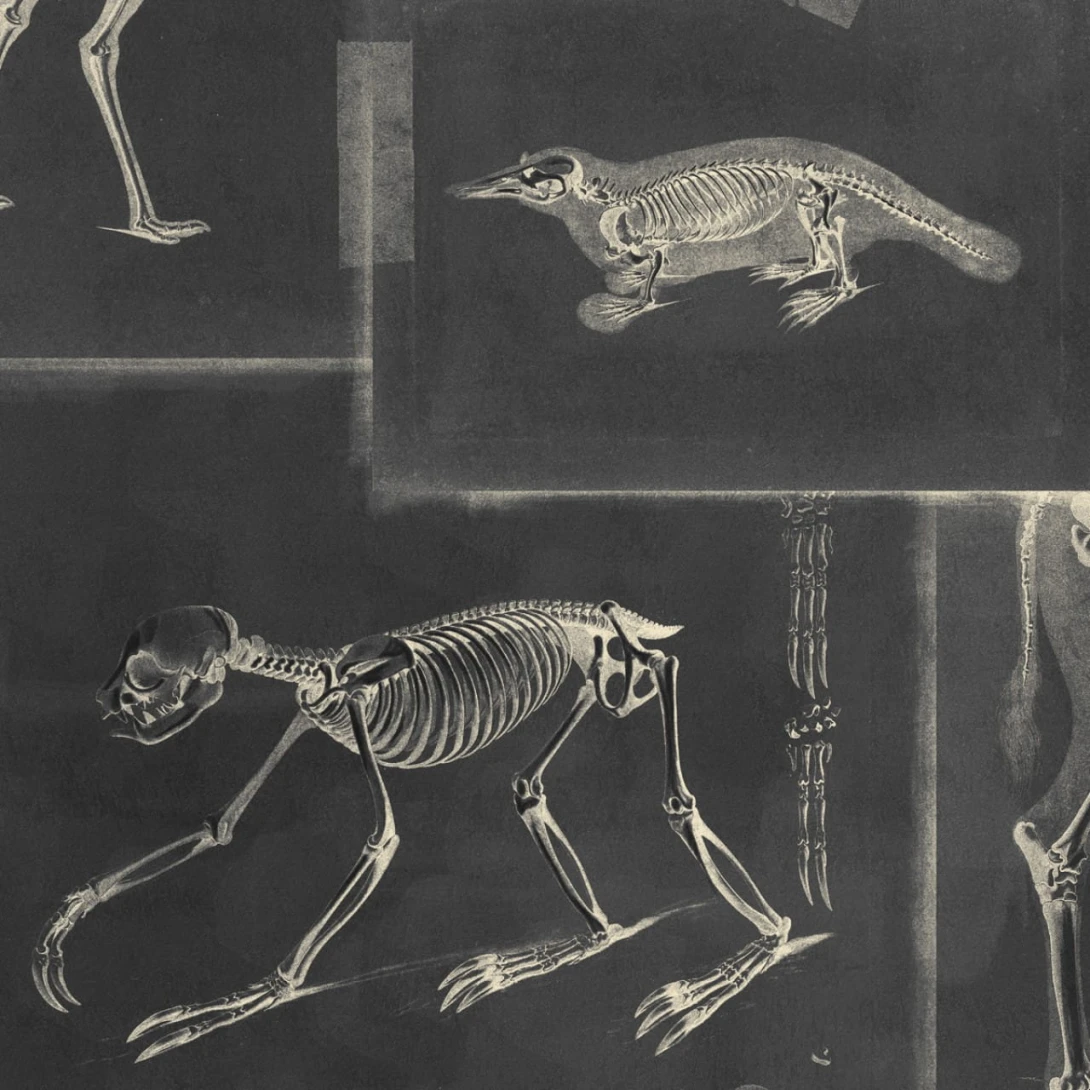 Tapeta Mind the Gap WP20237 ZOOARCHAEOLOGY