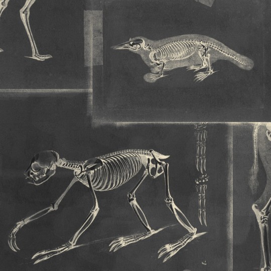 Tapeta Mind the Gap WP20237 ZOOARCHAEOLOGY