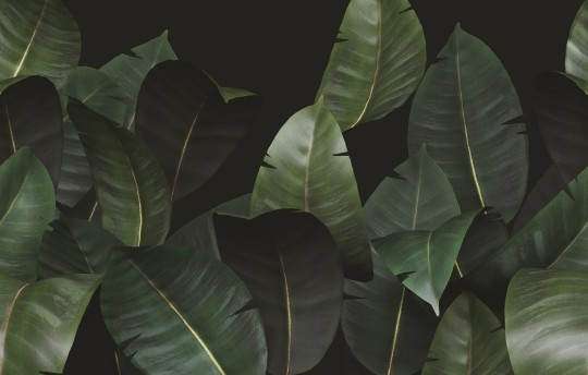 Mural Wall & Deco Contemporary 2021 Zamia WDZA2102