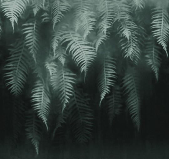 London Art 18517-02 Exclusive 18 The breath of ferns - mural roślinny z paprociami