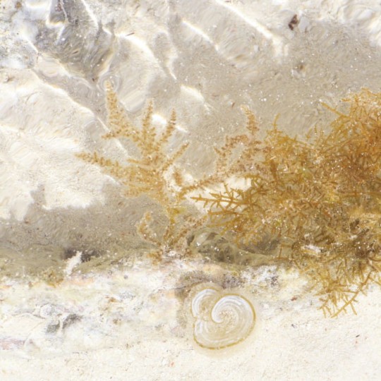 Casadeco Rivage Panoramique Zanzibar 84251526 Beige