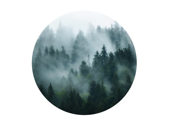 Tapeta BN Circles 300329 Cloudy Woods