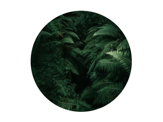 Tapeta BN Circles 300338 Dark Ferns