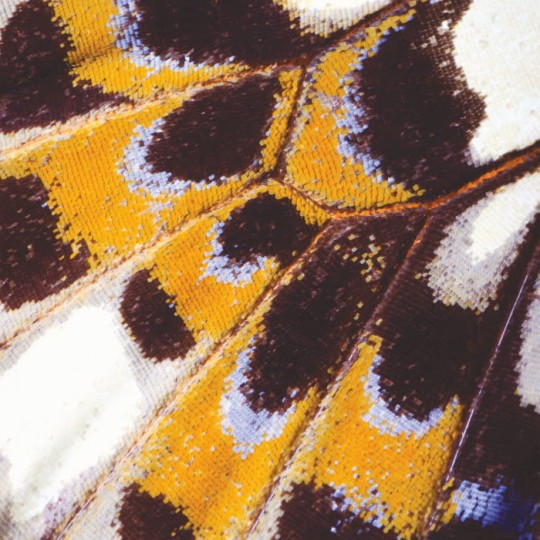 Casadeco Nicaragua Mariposa_L 87333418 - mural skrzydła motyla