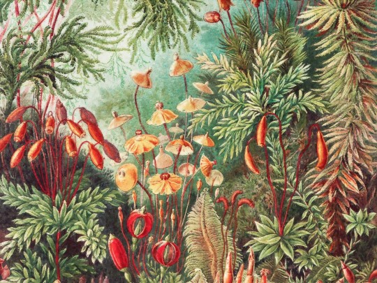 Wall Art Fairytale Vivid - mural las