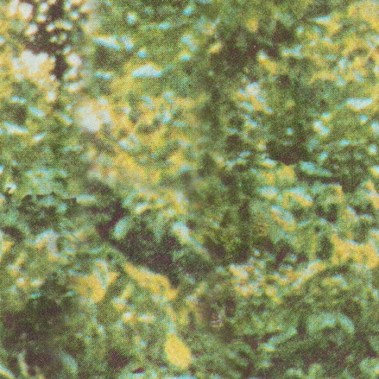 Tapeta Wall & Deco Diesel ED_DSFC2101 Forest Camo - tapeta drzewa