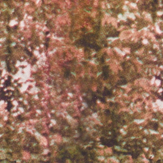 Tapeta Wall & Deco Diesel ED_DSFC2102 Forest Camo - tapeta drzewa