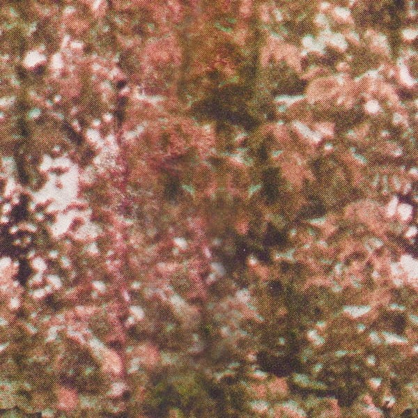 Tapeta Wall & Deco Diesel ED_DSFC2102 Forest Camo - tapeta drzewa