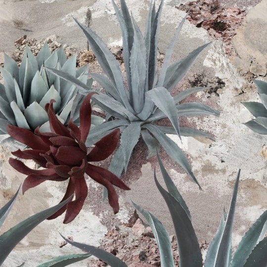 Tapeta Wall & Deco Diesel ED_DSDF2101 Desert Flower - tapeta kwiaty pustyni