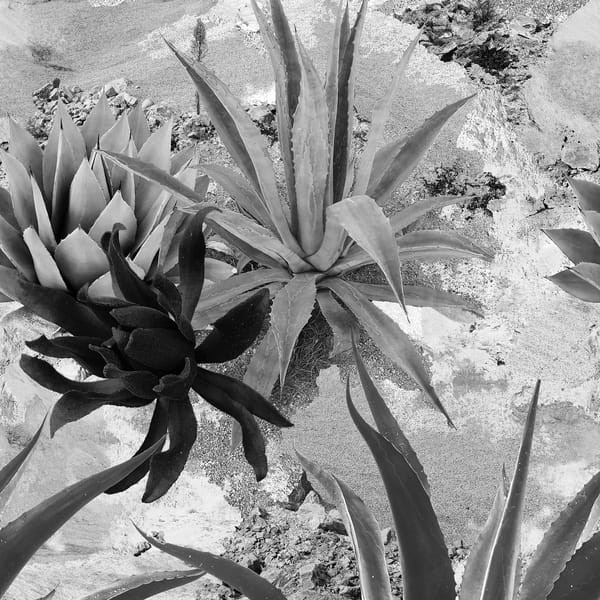 Tapeta Wall & Deco Diesel ED_DSDF2102 Desert Flower - tapeta kwiaty pustyni