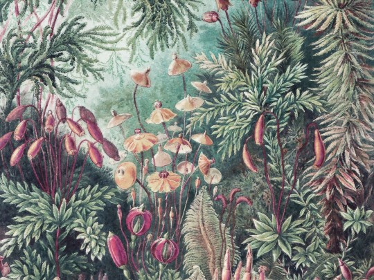 Wall Art Originals Fairytale - mural las