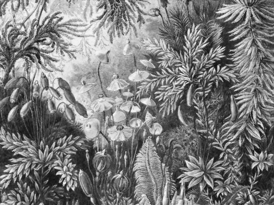 Wall Art Originals Fairytale B&W - mural las