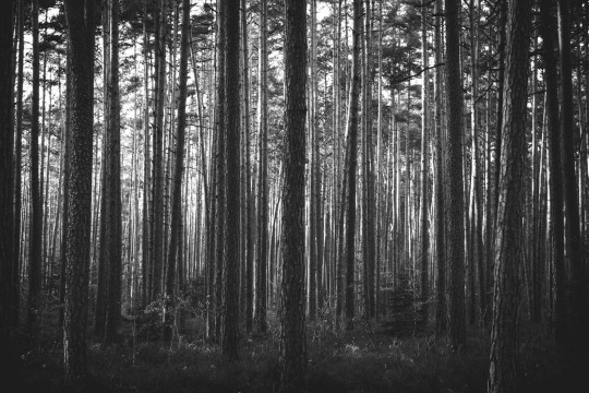 Wall Art Originals Leśny Poranek Black&White - mural drzewa