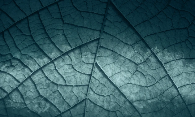 Skinwall 125A PEEKING NATURE HOJA - tapeta z liściem