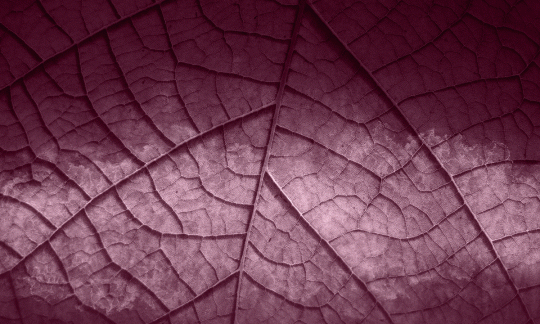 Skinwall 125B PEEKING NATURE HOJA - tapeta z liściem