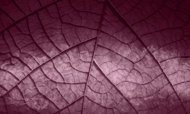 Skinwall 125B PEEKING NATURE HOJA - tapeta z liściem