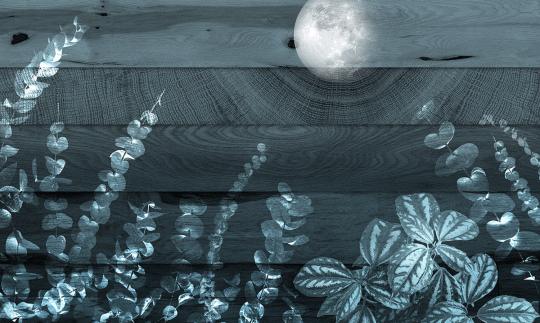Skinwall 129 PEEKING NATURE WOOD NIGHT - tapeta roślinami