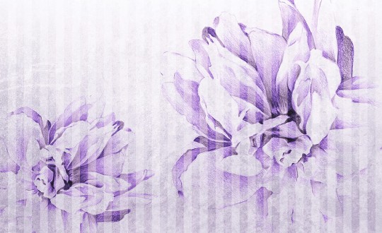 Skinwall 09C NATURAL BEAUTY DAHLIA - tapeta z kwiatami