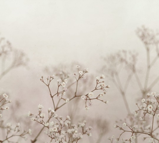 Sandberg S10130 Jordnara Julia Blush - mural w łodyżki kwiatów