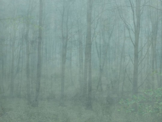 Sandberg 622-08 Jordnara Skog Forest Green - mural roślinny