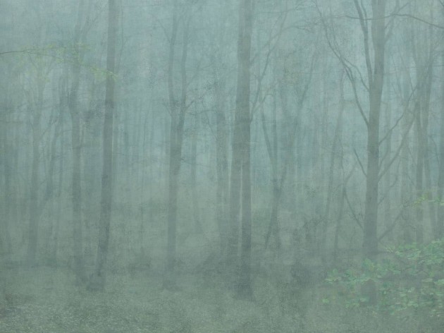 Sandberg 622-08 Jordnara Skog Forest Green - mural roślinny