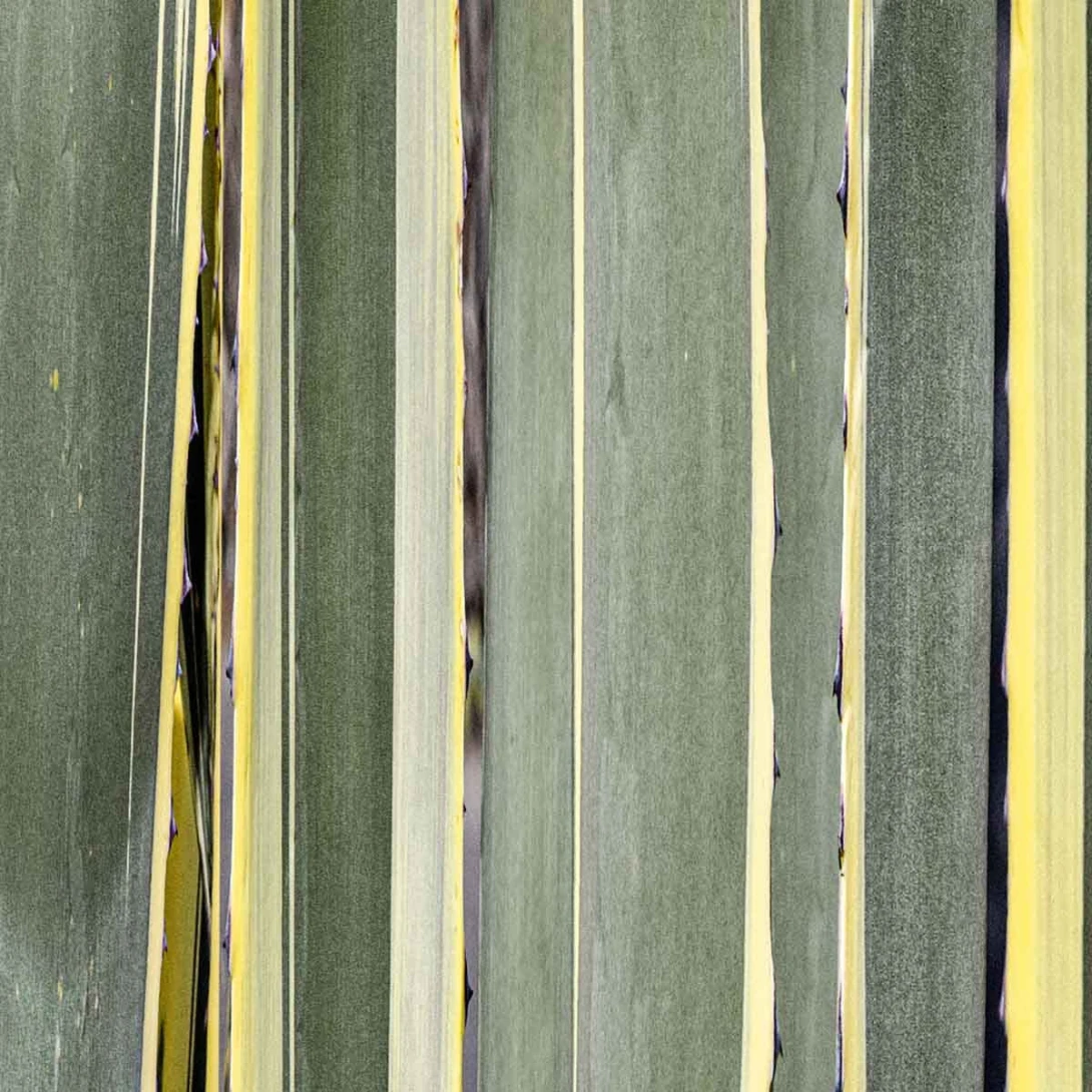 Mural Wallpepper Stripes