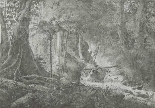 Mural Wallpepper Rain forest