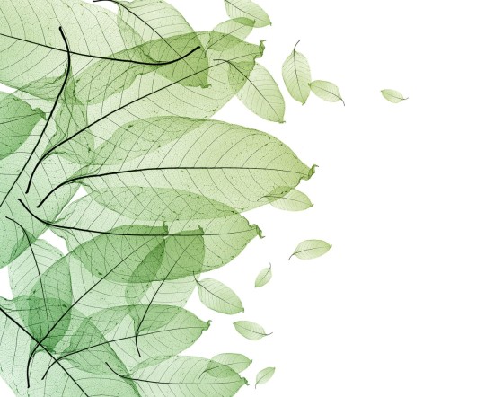 Rebel Walls R12201 Panorama Foliage - mural liście