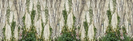 Rebel Walls R17191 Surfaces CLIMBING IVY - mural bluszcz