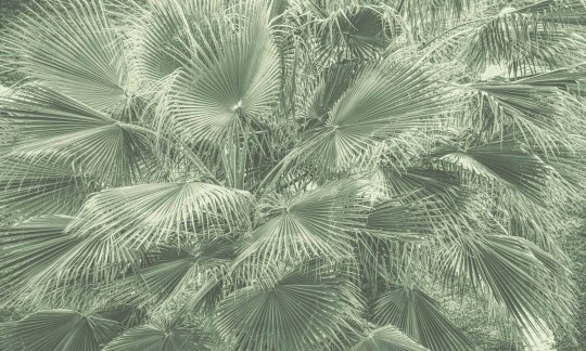 Wallpepper LS-30-A 2022 Blow up - mural w liście palmy