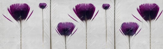 Inkiostro Bianco INKTTPP1403 Wall in Love Again Capsule Pluma de pavo - mural w pawie pióra