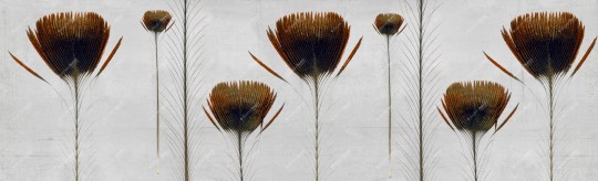 Inkiostro Bianco INKTTPP1404 Wall in Love Again Capsule Pluma de pavo - mural w pawie pióra