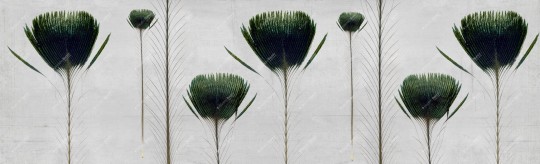 Inkiostro Bianco INKTTPP1405 Wall in Love Again Capsule Pluma de pavo - mural w pawie pióra