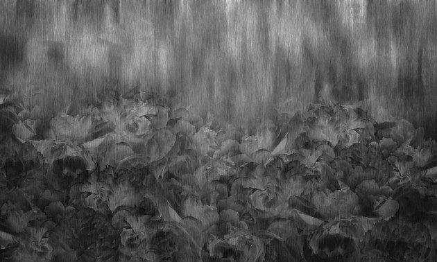 Dekorami Rose Kamila Pearl Grey - mural w kwiaty