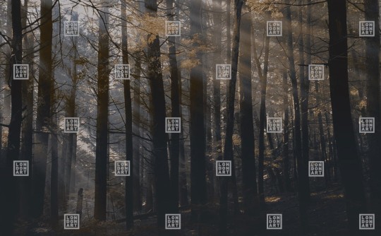 London Art DSQ2W01-01 Dsquared2 Canadian Forest - mural z motywem lasu