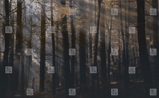 London Art DSQ2W01-01 Dsquared2 Canadian Forest - mural z motywem lasu