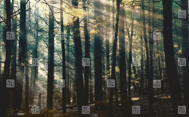 London Art DSQ2W01-02 Dsquared2 Canadian Forest - mural z motywem lasu