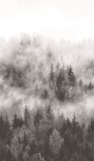 Marburg 47268 Smart Art Easy - mural z motywem zamglonego lasu