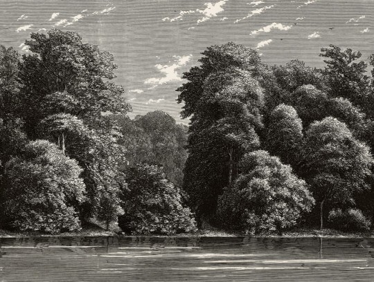 Rebel Walls R19218 Vintage Brocade Spring Season Vintage - mural leśny