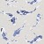 2b2c3be216a6c0cbcb2dfc55bf5529a1