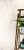 jungle-coconut-100042129-zoom-2.jpg