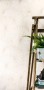 jungle-coconut-100042129-zoom-2.jpg