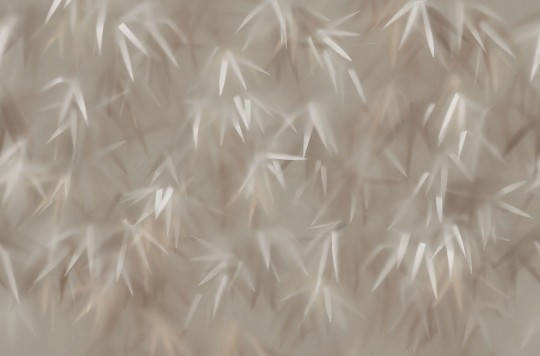 Tecnografica Decoratives Haze Sand - mural z motywem cieni liści