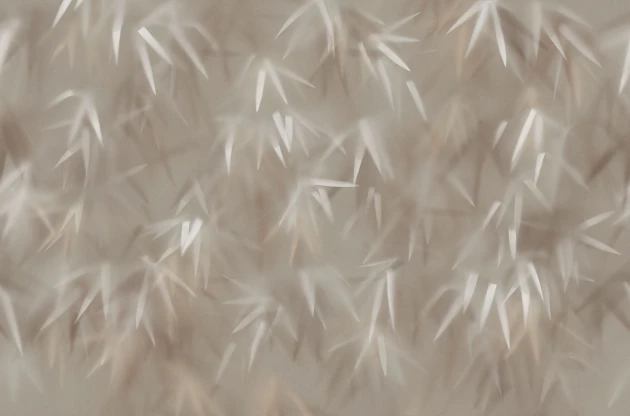 Tecnografica Decoratives Haze Sand - mural z motywem cieni liści